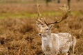 Fallow Deer (Dama dama) stag portrait, taken in UK Royalty Free Stock Photo
