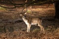 Fallow Deer (Dama dama) having a good scratch early one winter morning, taken in UK Royalty Free Stock Photo