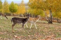 Fallow deer young buck Royalty Free Stock Photo