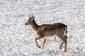 Fallow deer young buck snow winter Dama Dama Royalty Free Stock Photo