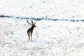 Fallow deer young buck snow winter Dama Dama Royalty Free Stock Photo