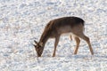 Fallow deer young buck snow winter Dama Dama Royalty Free Stock Photo