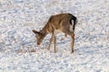 Fallow deer young buck snow winter Dama Dama Royalty Free Stock Photo