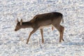 Fallow deer young buck snow winter Dama Dama Royalty Free Stock Photo