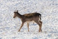 Fallow deer young buck snow winter Dama Dama Royalty Free Stock Photo
