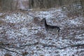 Fallow deer youngster in winter forest