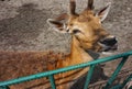 Fallow deer in the zoo near the cage Royalty Free Stock Photo