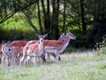Fallow deers Royalty Free Stock Photo