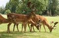 Fallow deers Royalty Free Stock Photo