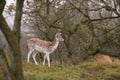 The Fallow Deers' appearance Royalty Free Stock Photo