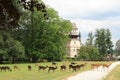 Fallow deers and Blatna castle Royalty Free Stock Photo