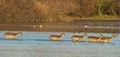 Fallow Deers crossing the lagoon at sunset Royalty Free Stock Photo