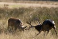 Fallow deers (Dama dama) fighting in Autumn