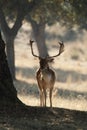 Fallow Deers, Dama dama, Spain Royalty Free Stock Photo