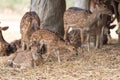 Fallow deers