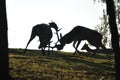 Fallow deers fighting siluet