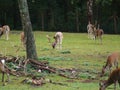 Fallow deers on a meadow