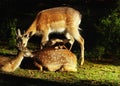 Fallow Deers Royalty Free Stock Photo