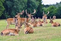 Fallow - fallow deer. (Dama dama ) Beautiful natural background with animals. Forest and nature with sunset.