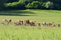 Fallow - fallow deer. (Dama dama ) Beautiful natural background with animals. Forest and sunset. Brno - Czech Republic