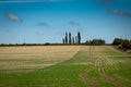 Fallow field and trees