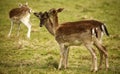 Fallow park deer in Dartington Deer Park grounds Royalty Free Stock Photo