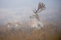 Fallow stag looking for hinds Royalty Free Stock Photo