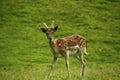 Fallow young male prickett in spotted summer coat