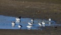 A Flock ofSanderlings