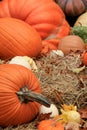 Falls bounty in arrangement of pumpkins and squash