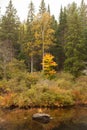 Falls colors at the Algonquin Provincial Park, ON, Canada