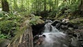 Falls Creek Forest and Wilderness in Gifford Pinchot National Forest with Water Flowing Audio Sound in Washington State 1080p