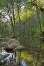 Falls Creek in Gifford Pinchot National Forest Royalty Free Stock Photo