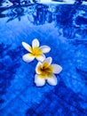 When it falls, 2 frangipani flowers fall on the swimming pool water Royalty Free Stock Photo