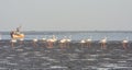 Falmingoes a beach with boat in background Royalty Free Stock Photo