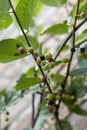 Falsa berry fruiting shrub closeup. selective focus