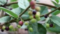 Falsa grewia asiatica fruit closeup