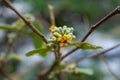 Falsa Grewia asiatica Flower and Green Leaves in the background growing in the forest