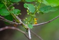 Falsa Shrub with Green Leaves, Flower Pods and Yellow Flowers in the forest