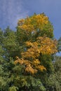 False Acacia (Robinia pseudoacacia) Royalty Free Stock Photo