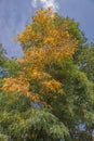 False Acacia (Robinia pseudoacacia) Royalty Free Stock Photo