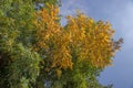 False Acacia (Robinia pseudoacacia) Royalty Free Stock Photo