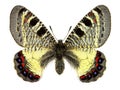 False Apollo (Archon apollinus)