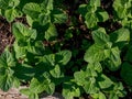 False Apple or Bigleaf Mint leaves background. Green mint leaves pattern layout design