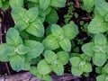 False Apple or Bigleaf Mint leaves background. Green mint leaves pattern layout design