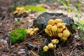 False armillaria mushrooms (Hypholoma fasciculare)