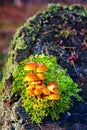 False armillaria mushrooms (Hypholoma fasciculare)