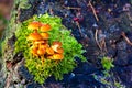 False armillaria mushrooms