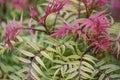 False Ash Spirea Bush in Early Spring