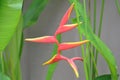 False Bird of Paradise (Lobster-claws)